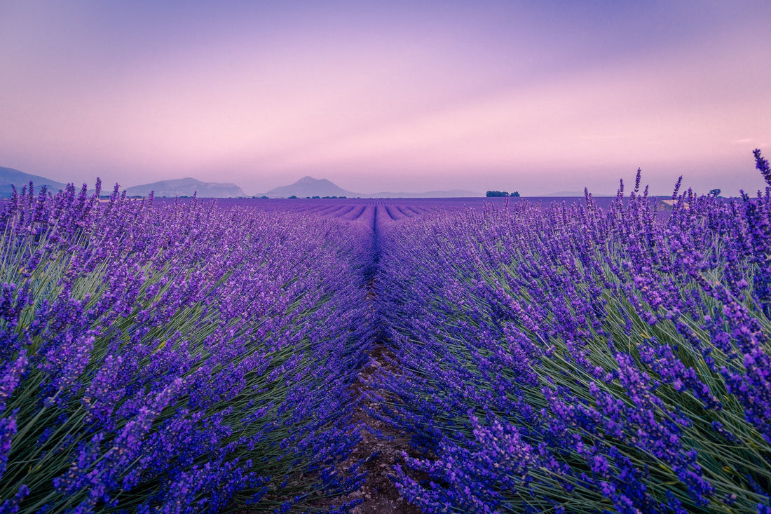 Lavendel