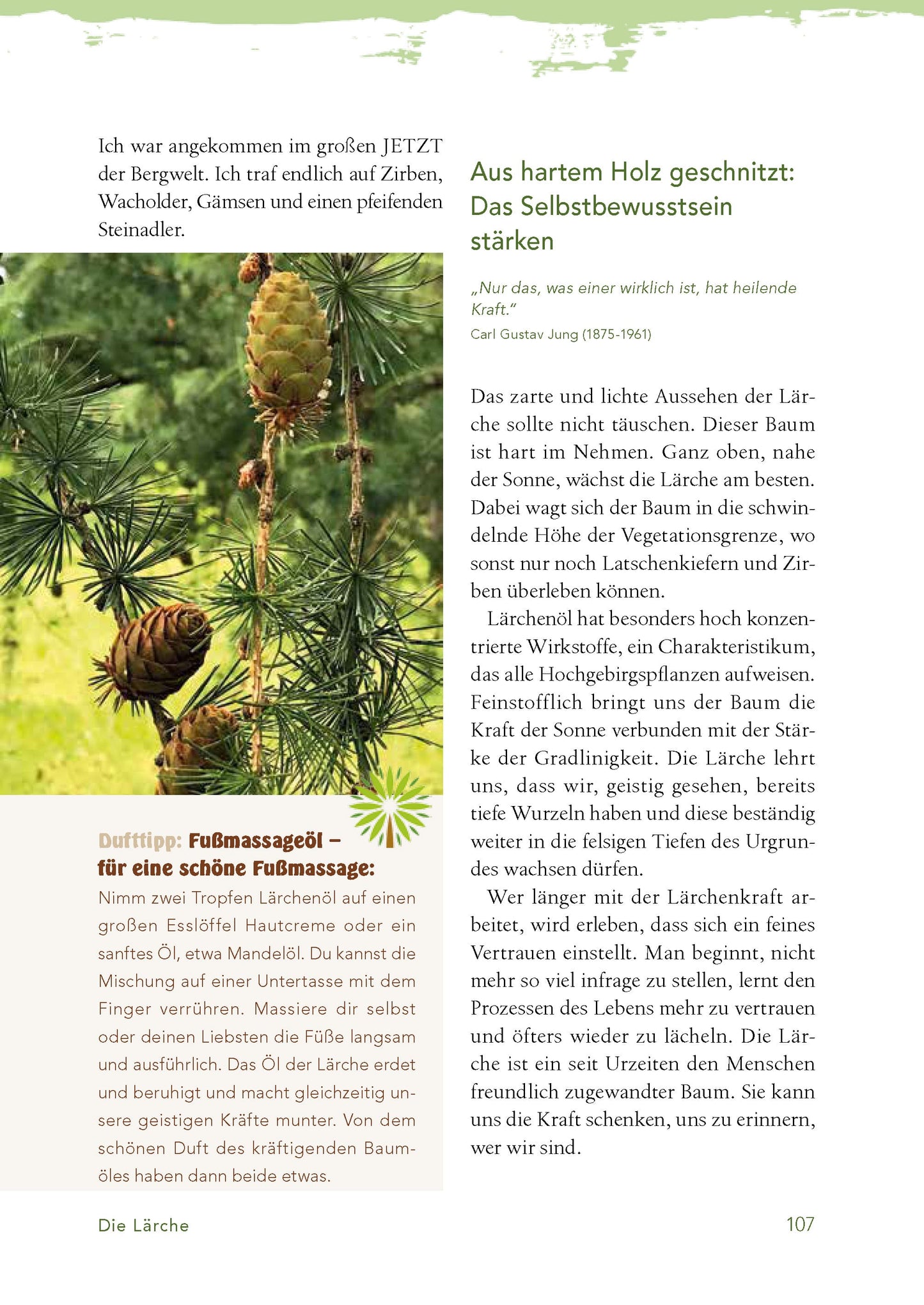 Baummedizin – Die heilende Kraft der Wald-Öle