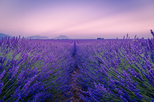 Lavendel