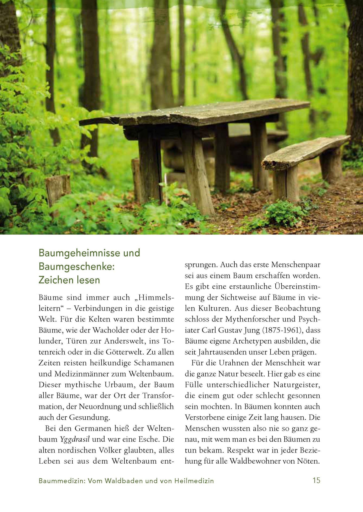 Baummedizin – Die heilende Kraft der Wald-Öle