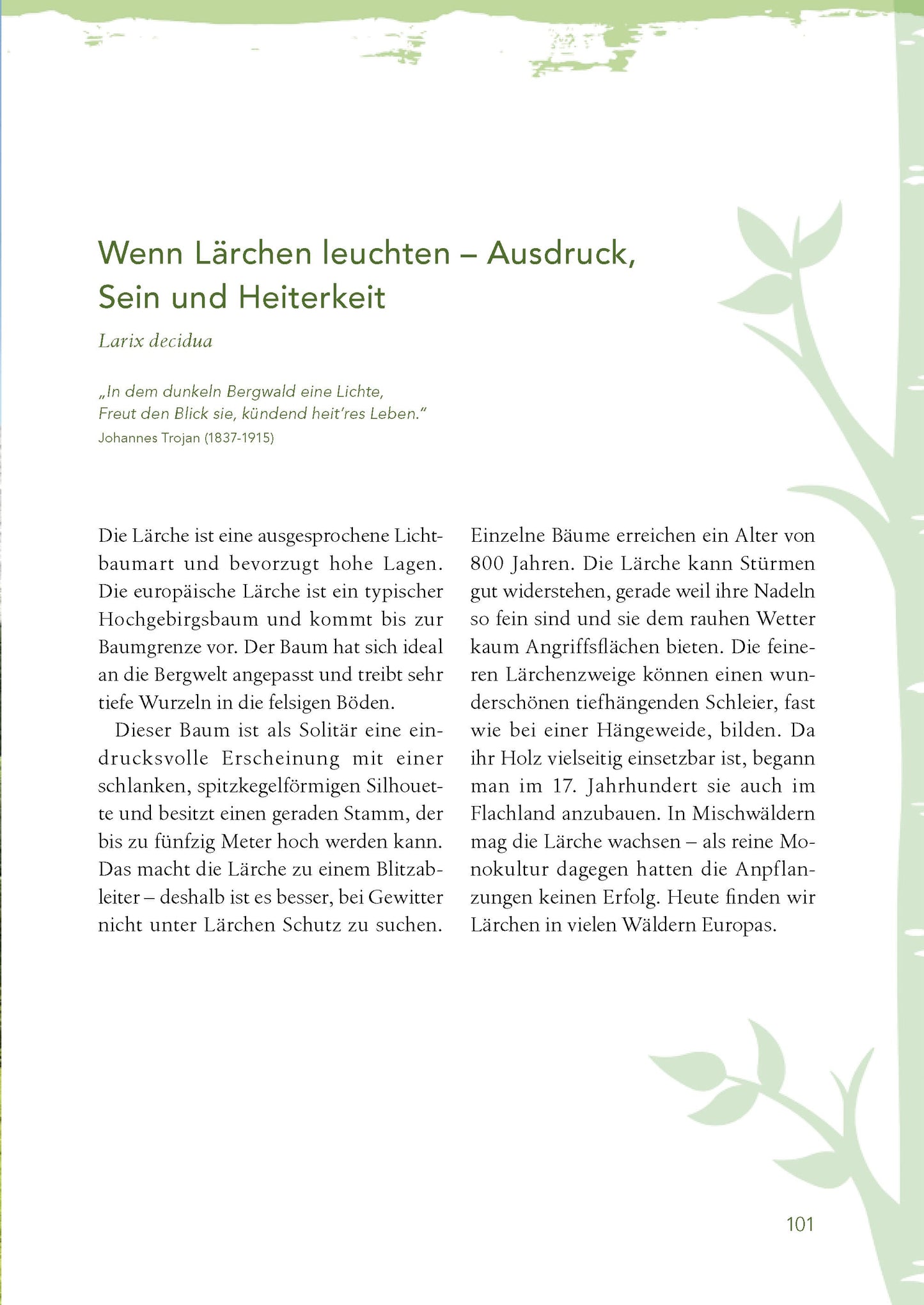 Baummedizin – Die heilende Kraft der Wald-Öle