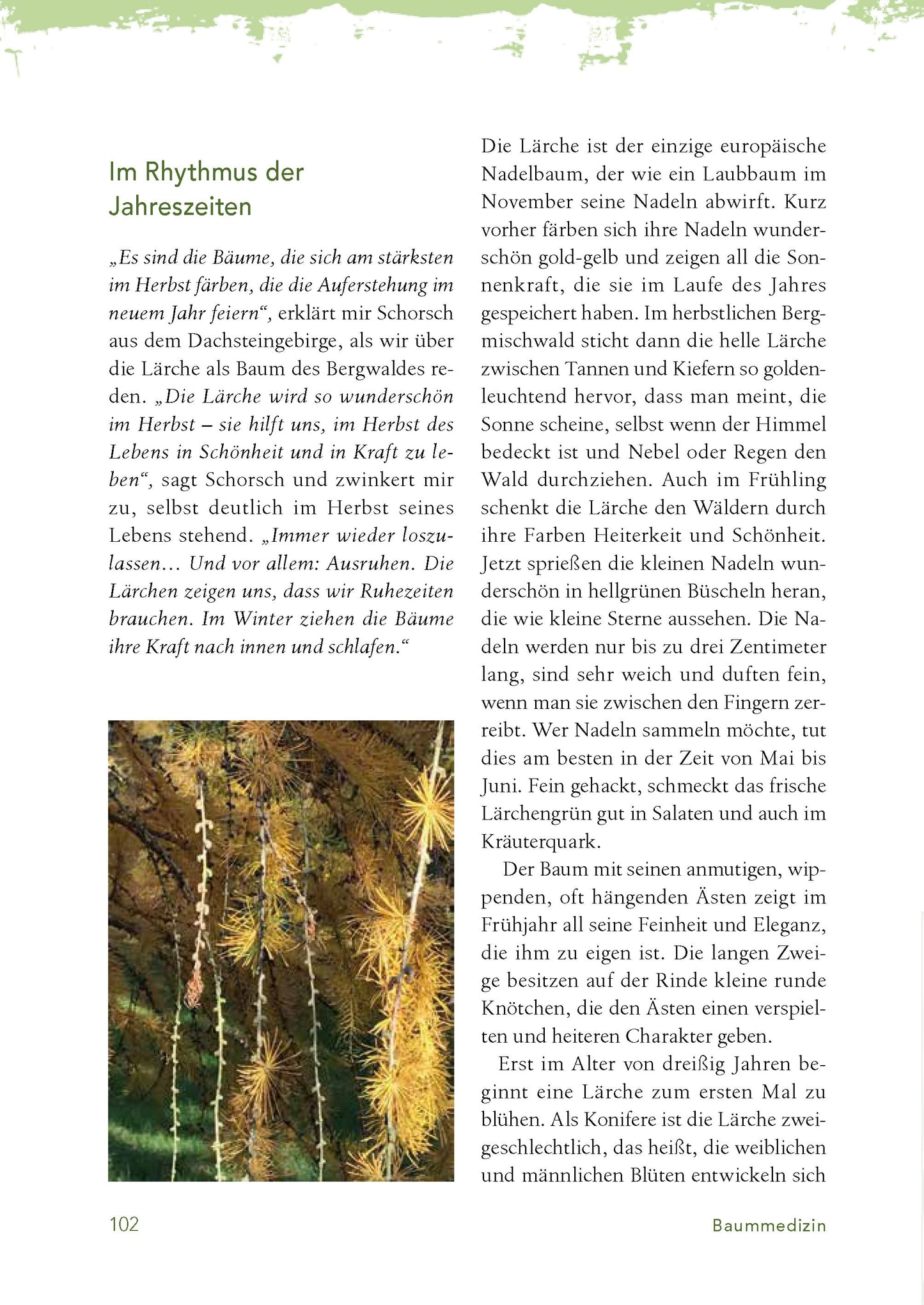 Baummedizin – Die heilende Kraft der Wald-Öle