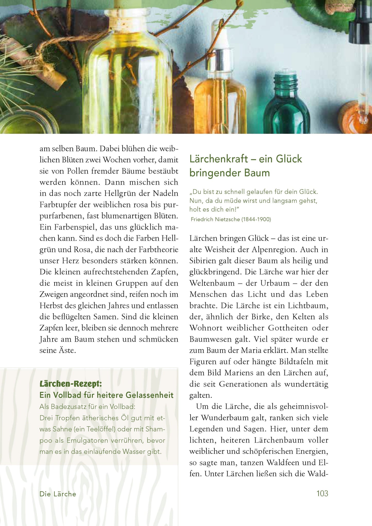 Baummedizin – Die heilende Kraft der Wald-Öle