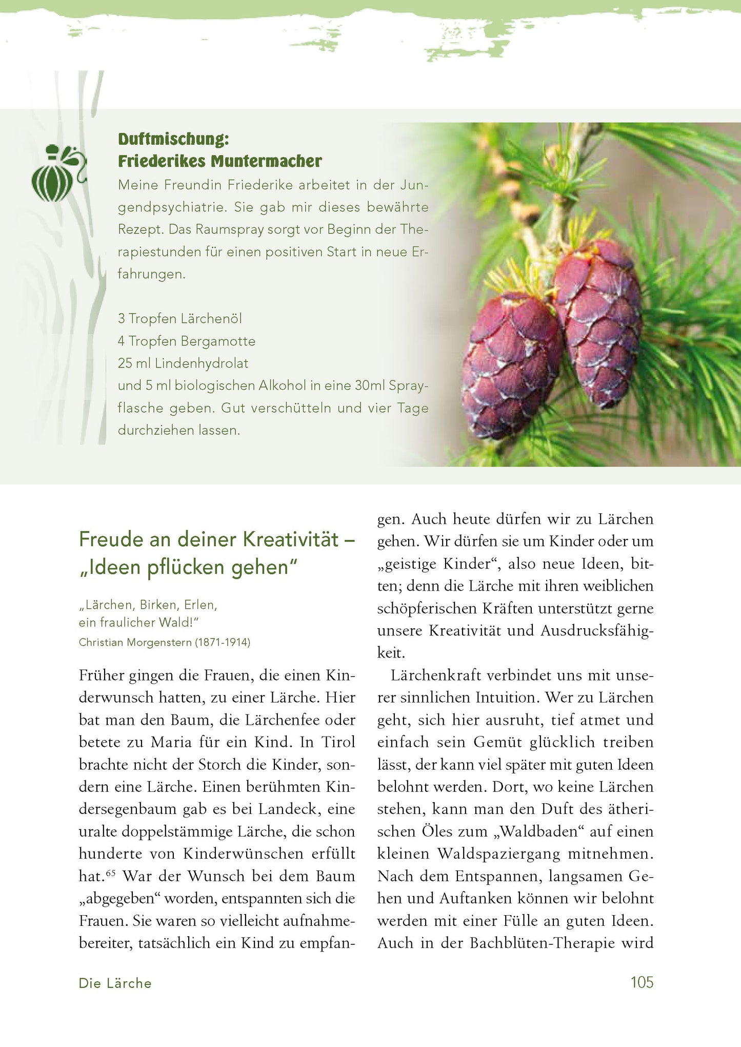 Baummedizin – Die heilende Kraft der Wald-Öle